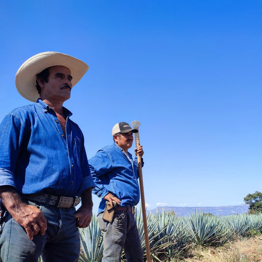 Agave de voordelen - Paulies Ginger